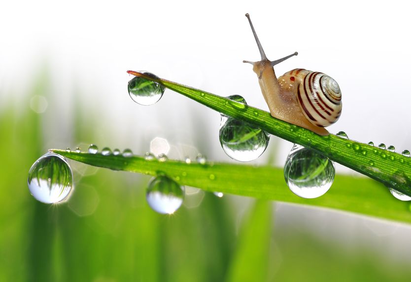 schnecke auf blatt