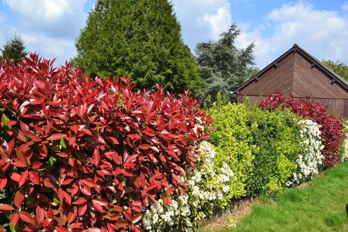 blühende hecke