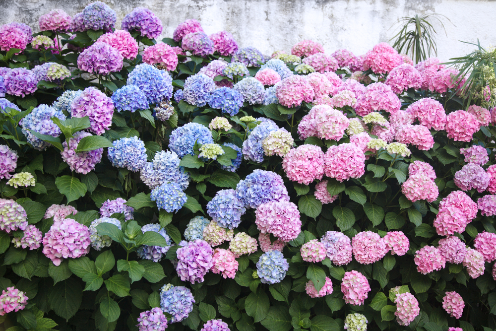 hydrangea blühhecken