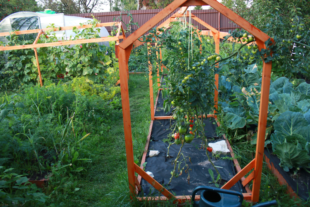 tomatenhaus selber anbauen