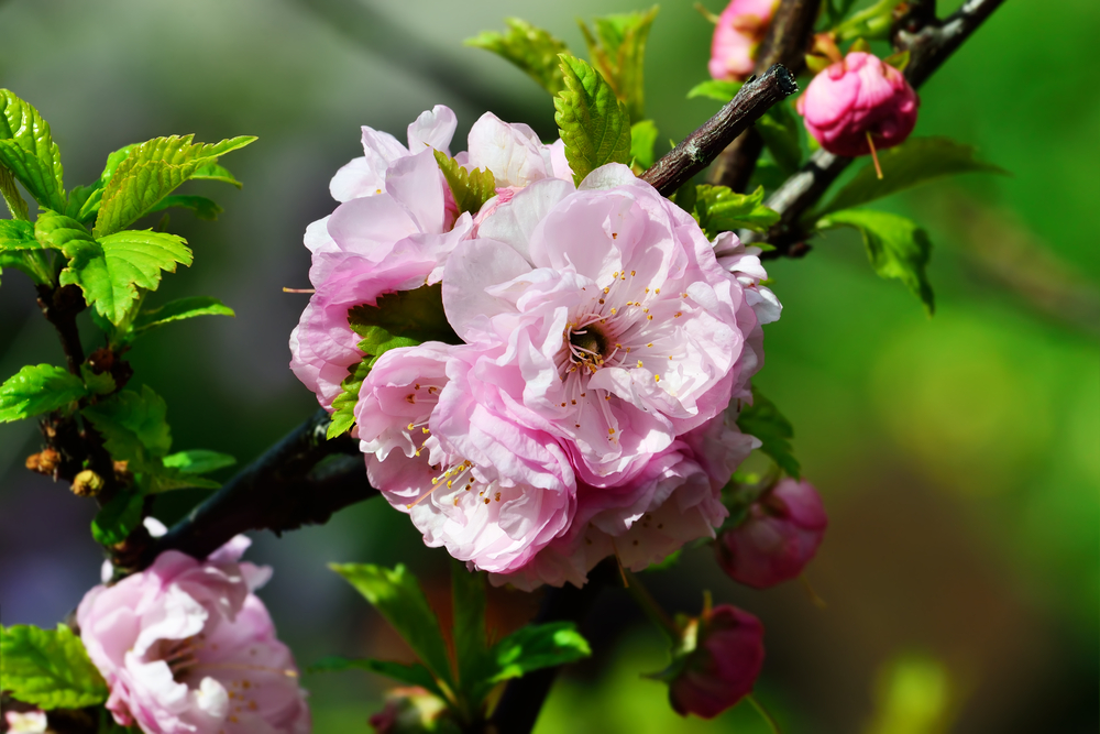 Prunus triloba