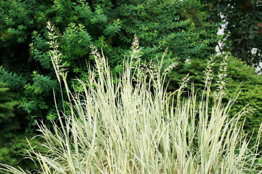 Helictotrichon sempervirens
