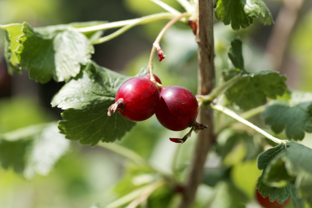 jostabeeren strauch