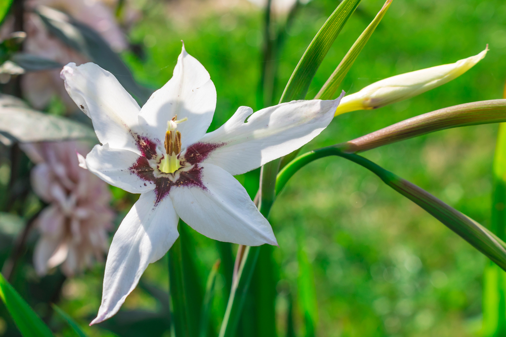Sterngladiole