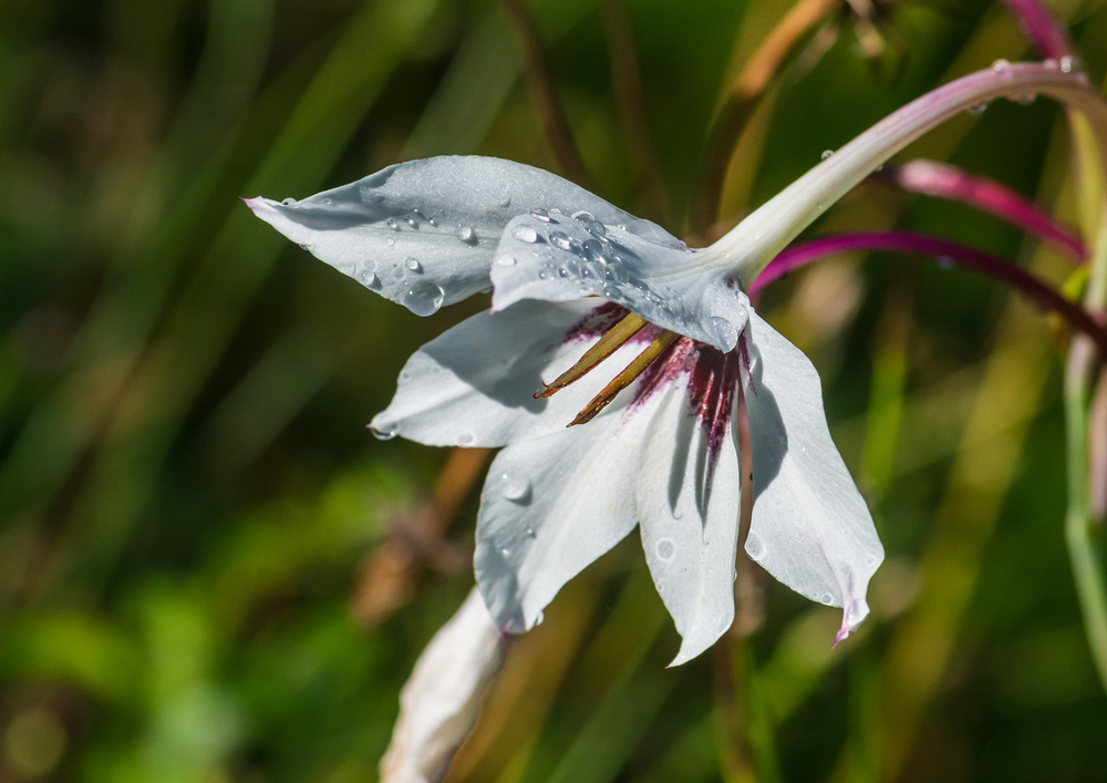 Acidanthera pflegen