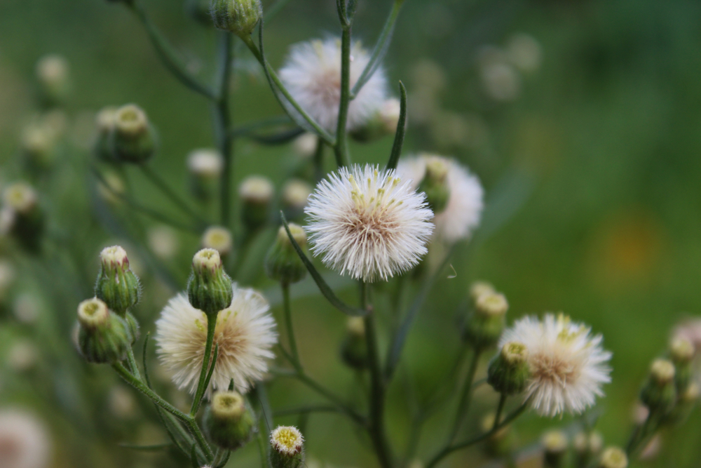 Conyza canadensis