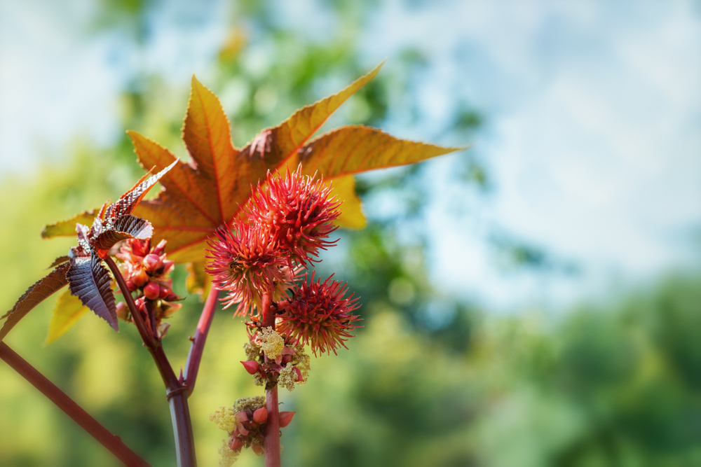 Ricinus communis