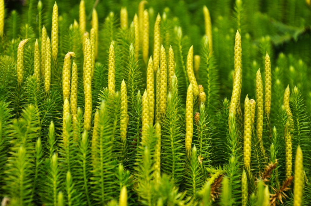 Lycopodium annotinum