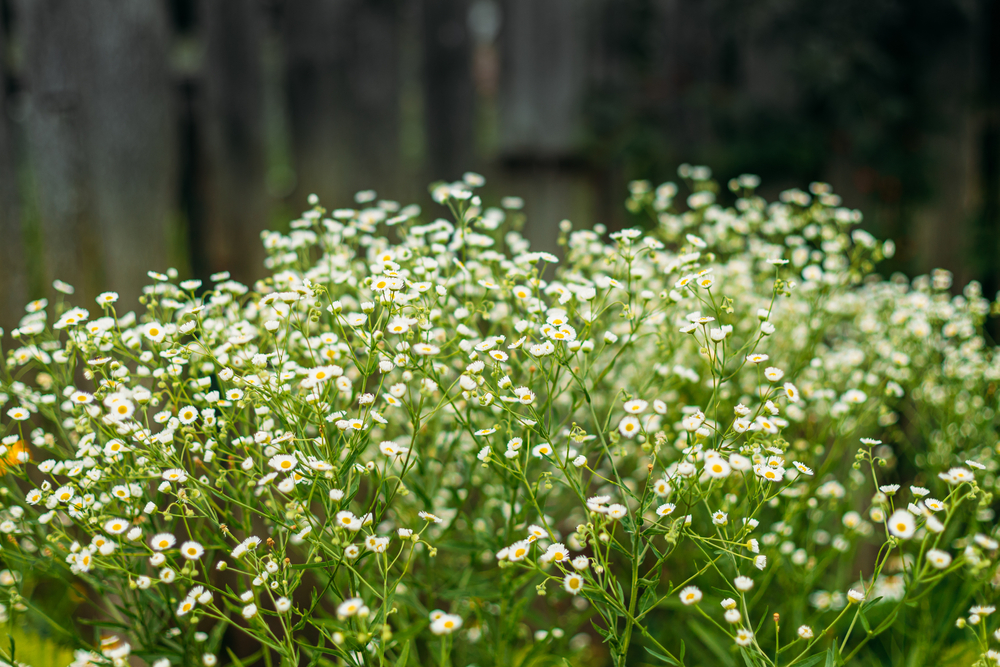 Erigeron