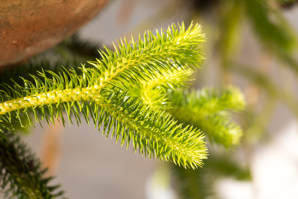 Lycopodium cernuum