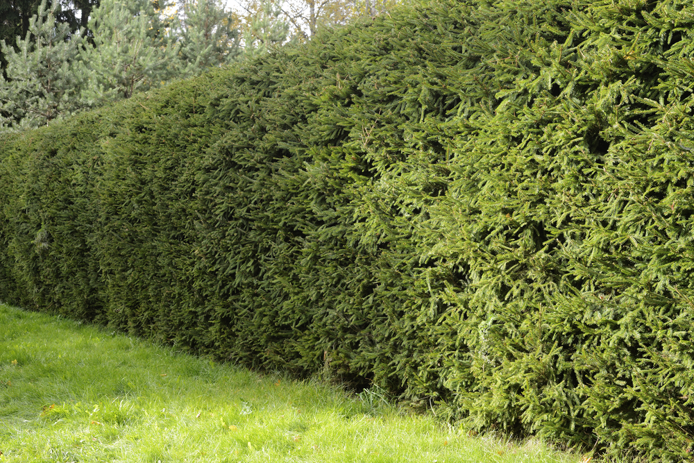 Fichtenhecke