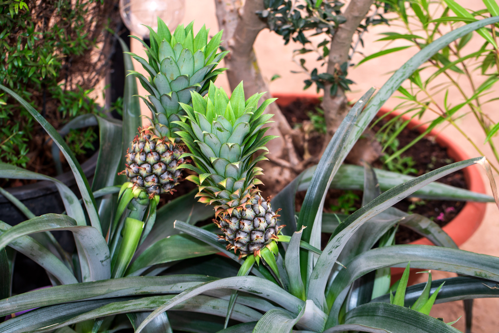 vermehrung von ananas