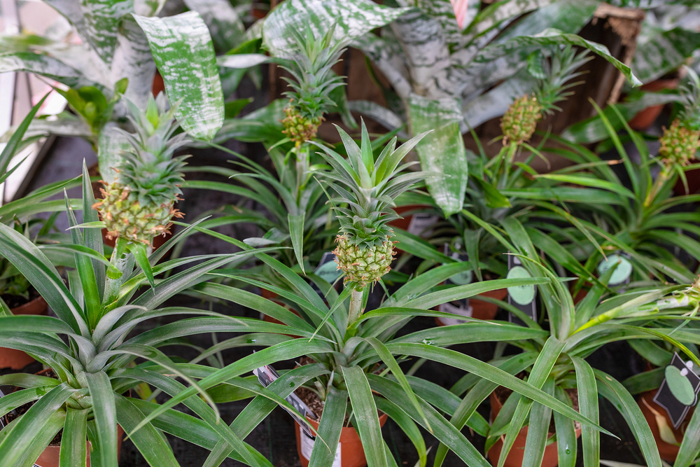 kleine ananas pflanzen
