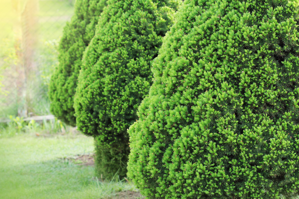 Picea glauca