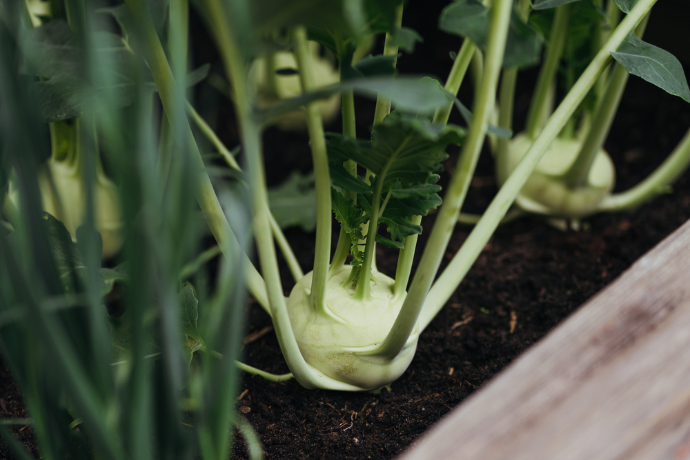 kohlrabi ernten