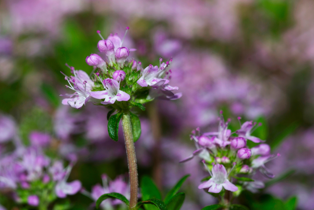 Thymus pulegioides