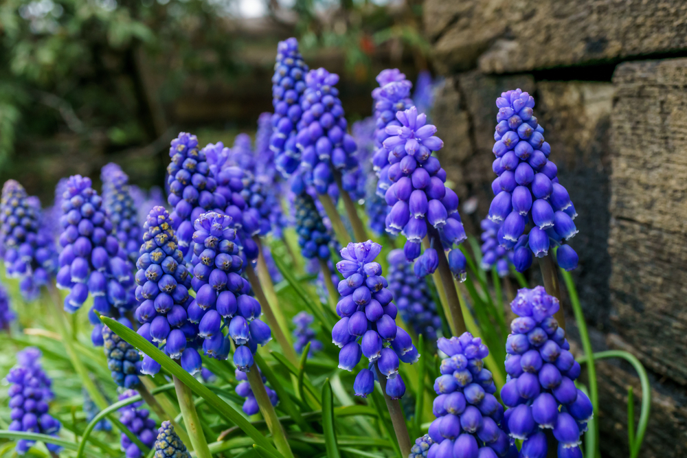 Muscari