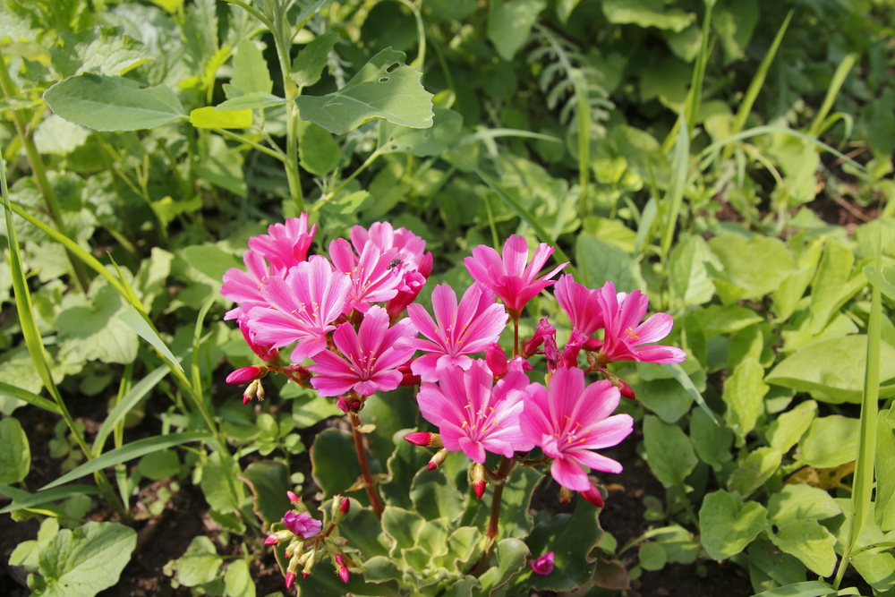 Lewisia cotyledon