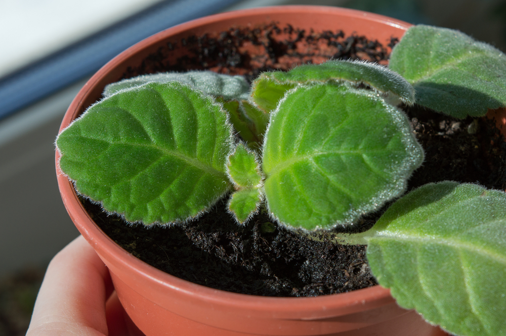Sinningia speciosa vermehren
