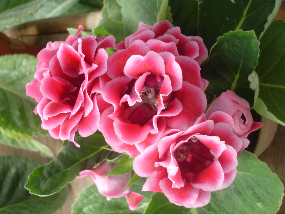 Sinningia speciosa