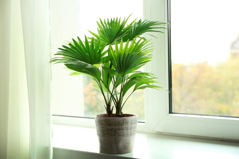 palme auf fensterbrett