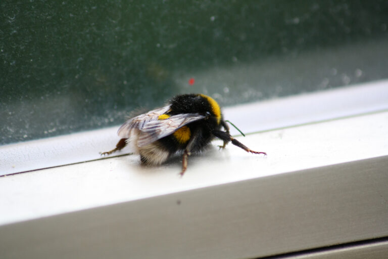 Was Hilft Gegen Bienen Im Fensterrahmen Bienen im Fensterrahmen: Was kann man dagegen tun?