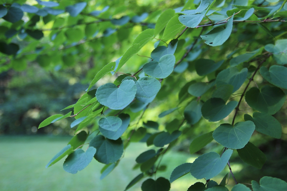 Cercidiphyllum japonicum