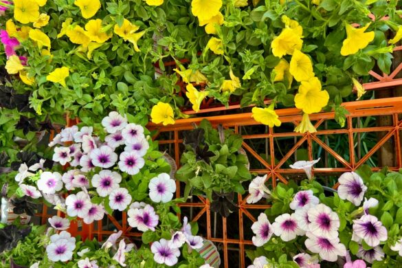 Gemüse in der Wohnung anbauen So gelingt das IndoorFarming